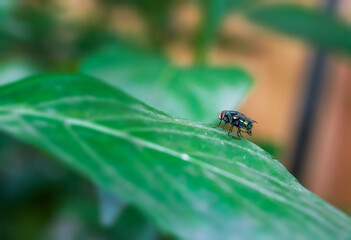 Common green bottle fly insect sitting on a green leaf close up