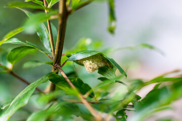 Egg of insect under the green pomegranate leaf close up in the garden