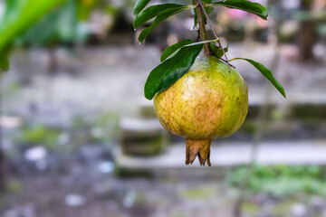 Unripe green organic pomegranate fruit on the tree