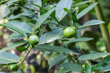 Young green limes on a branch close up in the garden