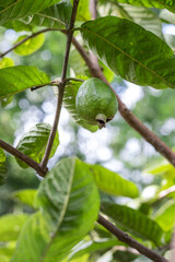 Young guava fruit growing on the tree close up in the garden