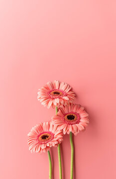 Three gerbera daisies on a pink background