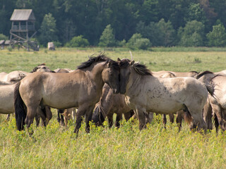 rub their heads gently two free-ranging horses breed Konik grazing in the Dunduru meadows, Latvia