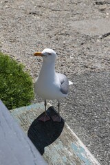 seagull on the bench 