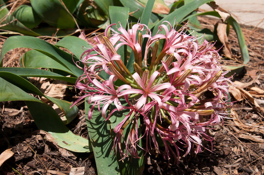 Sydney Australia, flowerhead of an ammocharis coranica or sore eye flower