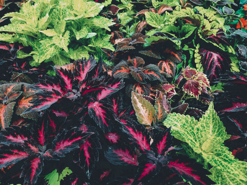 Close up of coleus leaf and plant