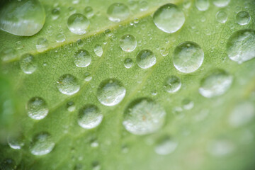 Green leaf with water drops, macro, nature background