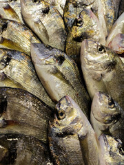 Gilthead seabream fishes on the market