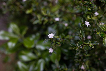 Small white flowers and leaves