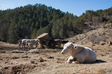 Animales sueltos en campo vacas alimento