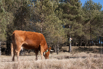 Animales sueltos en campo vaca alimento