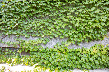 White wall with ivy