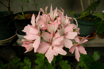 Pink geranium flowers
