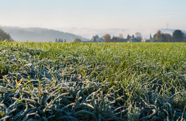 Autumn seasonal scenery in the early cold morning with fog and clear blue sky