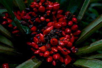 Red flowers of the plant Palisota bracteosa