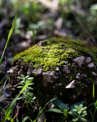 Plantas de Río en Cataluña