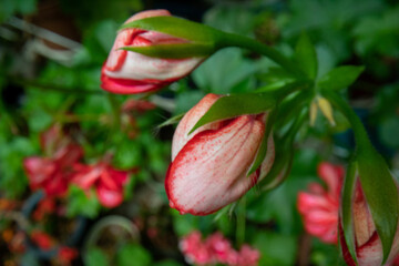 Pink geranium flowers
