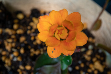 yellow flower in the garden