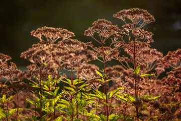 Purple Plantt - A pink-flowering garden plant that is photographed against the light. Autumn flowering perennial.