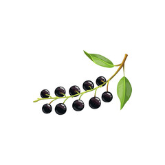 Bird cherry berry fruit isolated bunch with ripe black berries and green leaves. Vector botanical hackberry or hagberry, berries fruits, farm garden and wild forest food, jam or juice desserts