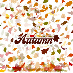 Fototapeta na wymiar Abstraction of autumn leaves. Background from autumn leaves. Vector illustration