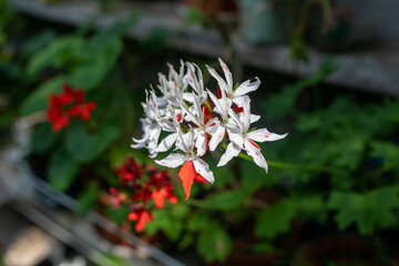 Image of bright geranium flowers. object