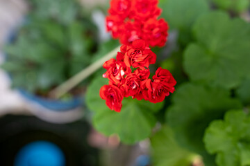 Image of bright geranium flowers. object