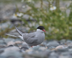 Arctic tern on a pebble beach at Cemlyn bay in Wales