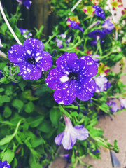 Beautiful purple and white galaxy petunia