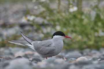 Arctic tern on a pebble beach at Cemlyn bay in Wales