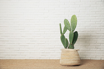 Beautiful potted cactus near white brick wall, space for text. Interior design