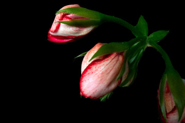 Image of bright geranium flowers. object