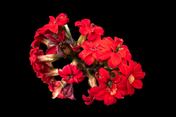 Image of bright geranium flowers. object