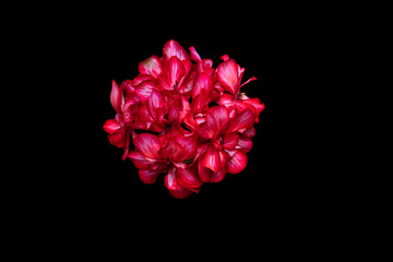 Image of bright geranium flowers. object