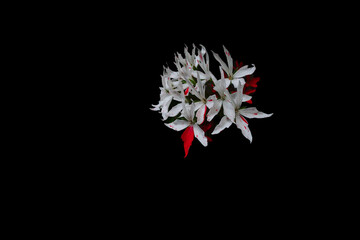 Image of bright geranium flowers. object