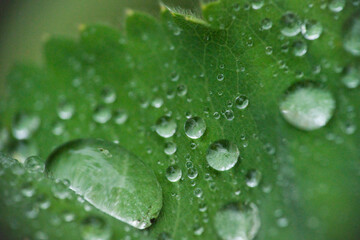 Green leaf with water drops, macro, nature background