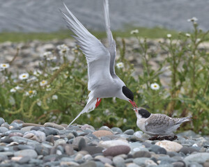 Arctic tern feeding it's fledgling on a pebble beach at Cemlyn bay Wales