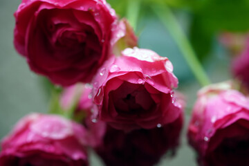 Blumen