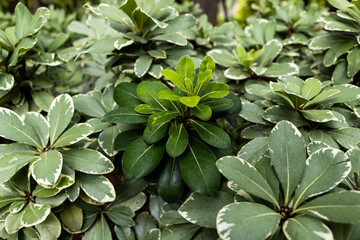 close up of leaves