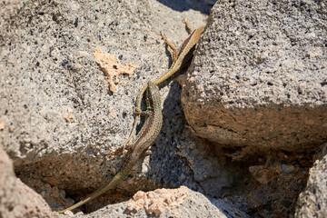 Common wall lizard biting another lizard (Podarcis Muralis)	
