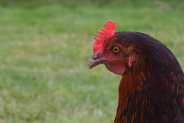 Poule de race Marans en gros plan sur sa tête