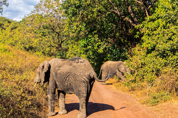 Tanzania, Serengeti park &ndash; Elephant.