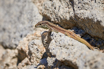 Common wall lizard sunbathing on a rock in the morning (Podarcis Muralis)	