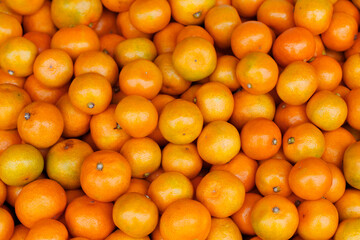 Fototapeta premium 마트 진열대에 있는 재주도 귤, 밀감