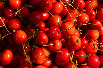 Fresh, red cherries shone with bright sunlight. Made in natural lighting conditions