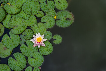 Lotus flower plants​ composition​ flower​. Top view, flat lay, natural background​