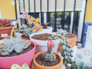 Beautiful image of a lot of variety of succulent plants