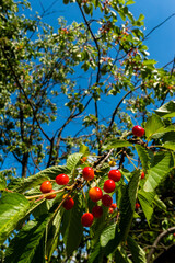 Ripe red cherries on the tree, ready for harvest. Natural lighting conditions, photo taken on a sunny day.