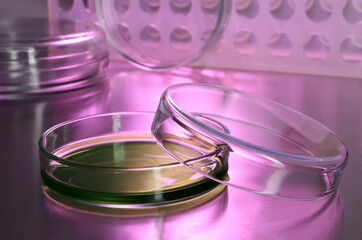 Petri dish with green liquid on table
