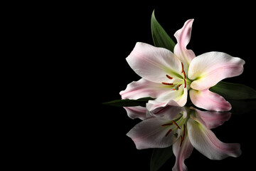 Fototapeta na wymiar Beautiful pink lily flower on black background, space for text
